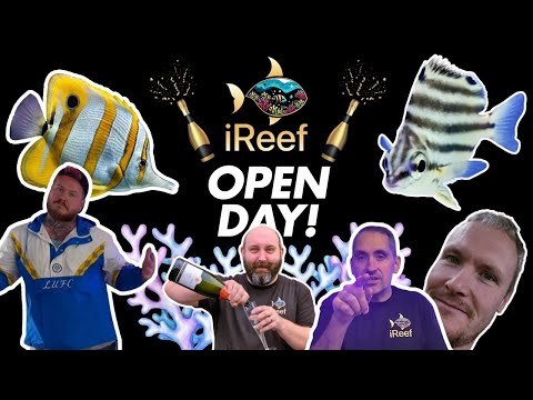 New Saltwater Aquarium Shop Tour UK | iReef Rochdale