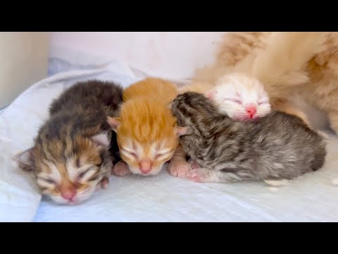 【マンチカンの子猫】新しい出会い！無事出産しておりますな件 ～猫のいる生活Vol.1044～出産動画 マンチカン短足・ミヌエット・ペルシャ猫専門ブリーダー『ペット蔵人』【子猫の成長記録】