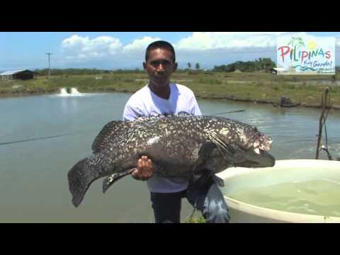 Sarangani Fry