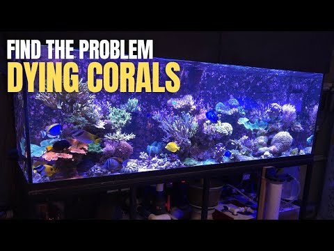 Troubleshooting Bleaching Coral In The 300 Gallon Reef