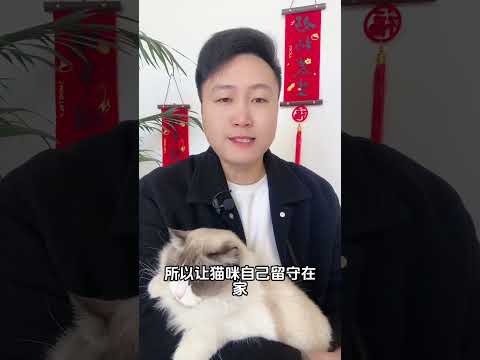 过年回家，猫咪怎么办科学养宠攻略 养猫经验分享 养猫人 新手养猫 养猫知识