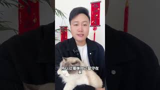 过年回家，猫咪怎么办科学养宠攻略 养猫经验分享 养猫人 新手养猫 养猫知识