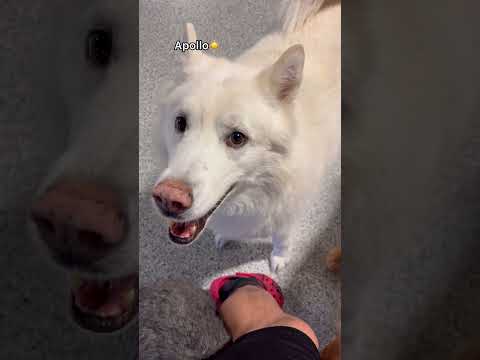 Let’s see what dogs know Spanish at dog daycare! #dog #doglover #dogshorts