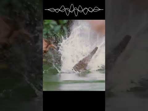 Freshwater crocodile vs flying foxes #hunting