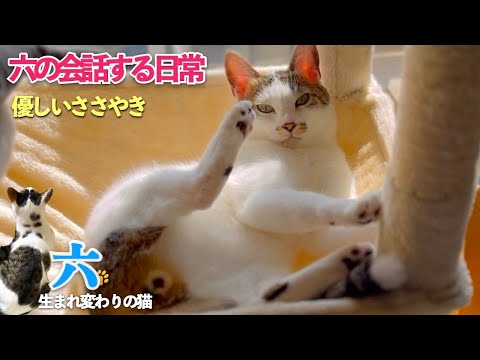 おしゃべり猫の六が優しくささやく姿が可愛いすぎました。いつもの会話と愛猫の寝息も可愛いのです | [生まれ変わりの猫] 六 (Roku)