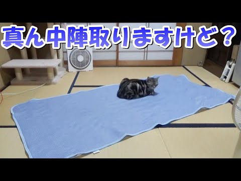 何でも真ん中を陣取る猫！（アメリカンショートヘア）