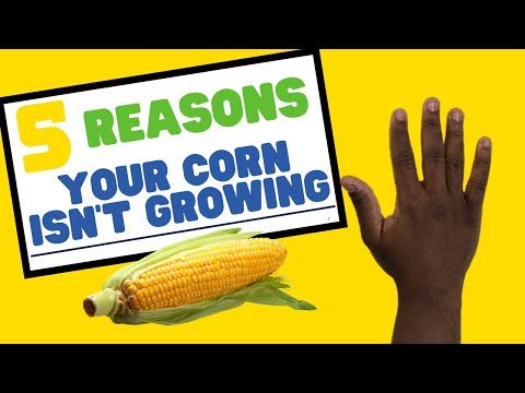 Mistakes to avoid when growing corn at home