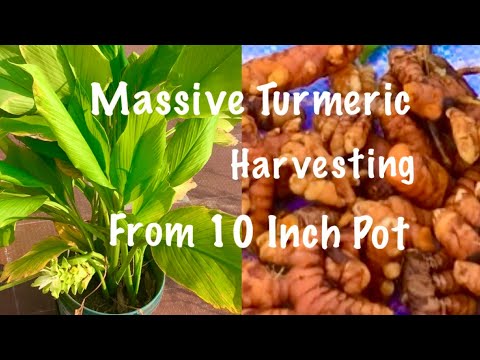 Massive Organic Turmeric Harvesting From My Terrace Garden / Harvesting Organic Vegetable