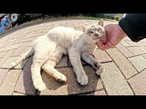 人間の前でコテンと寝転がって甘えてくるシャム猫ちゃん