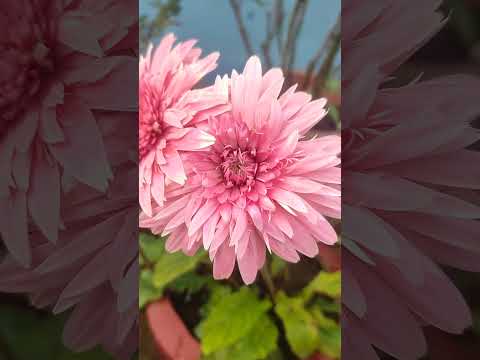 Gerbera daisy flowers #gerbera #gerberadaisy  #flowers #winterflower #easygardeningtips