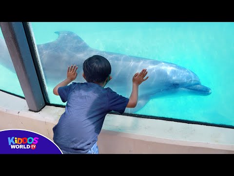 Marineland Canada Tour - Marine Animal Show and Attractions