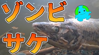 ゾンビ化するサケ【解説】