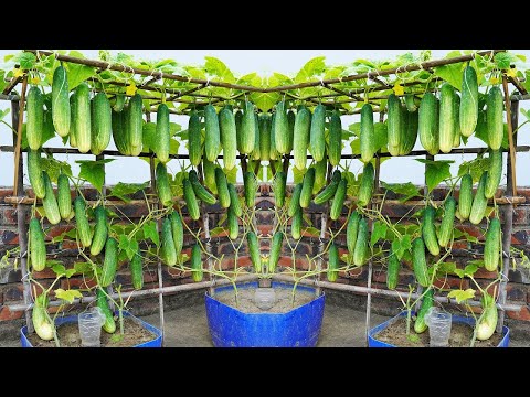 How to grow HUGE cucumbers in plastic containers! Lots and lots of them