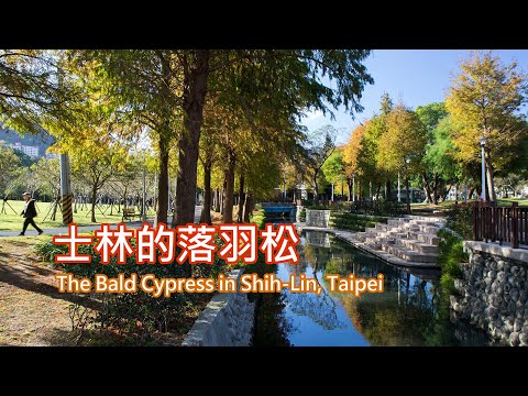 11-4士林的落羽松 The Bald Cypress in Shihlin, Taipei