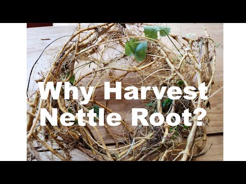 Harvesting Nettle Root