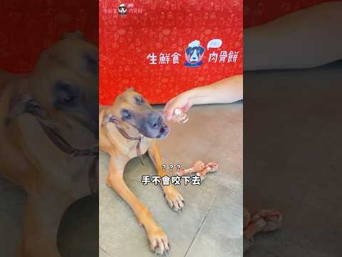 狗狗居然可以吃骨頭？！ #shorts #狗 #寵物知識 #dog #寵物飲食