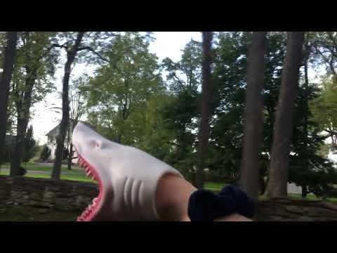 Grooving Shark