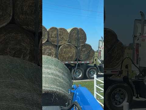 Shipping hay to Texas #shortsvideo