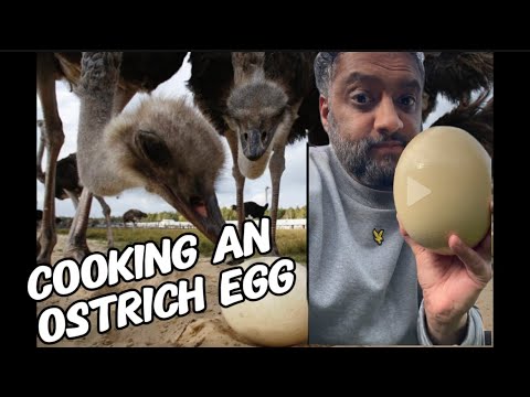 Cooking an ostrich egg 🥚 || Cooking Vlog #3