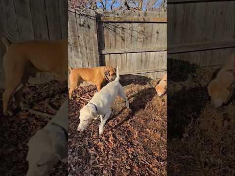 Drax Boerboel greets Koda Lab 🐶