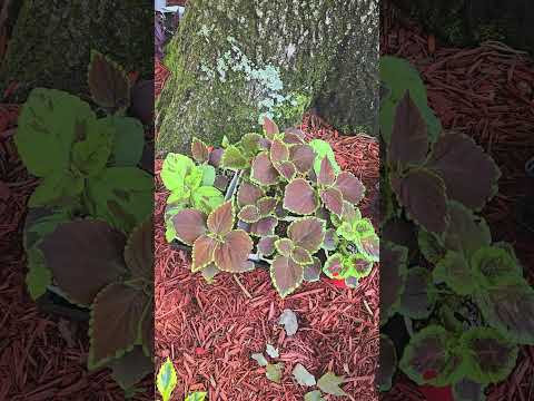 FREE Coleus Plants From Seeds, Never Buy Annuals Again #lawn #lawncare #landscaping #gardening