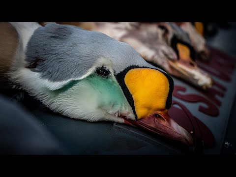 Duck Hunting King Eiders on St. Paul Island, Alaska