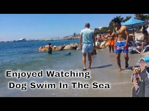 Enjoyed Watching Dog Swim In The Sea