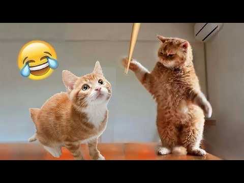 Funniest ANIMALS Videos😂 Funniest CATS🐱 and DOGS🐶 2024