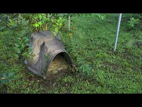 Bobcat Rehab and Release Cam 08-31-2018 05:14:59 - 06:15:00