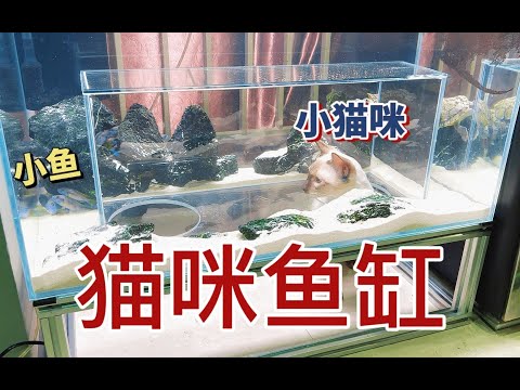 在鱼缸里养猫，给猫咪做的大玩具，猫咪鱼缸~