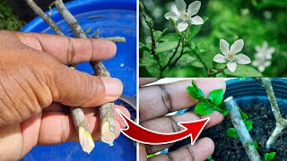 The Secrets of Stem Cuttings Propagation / Cuttings Propagation Easy Method