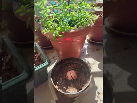 Avocado plant from seed