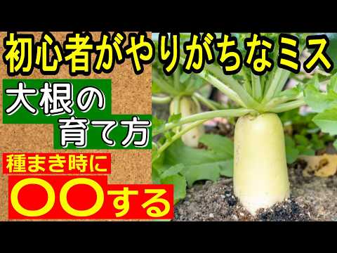 【初心者向け】 大根の育て方　成功するコツを完全ガイド ！