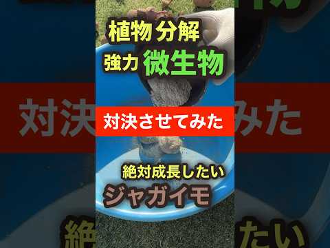 【検証】微生物は生きてるじゃがいもを分解できるのか?