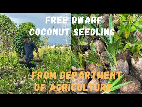 Free Dwarf Coconut Seedling