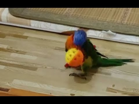 可以對球球溫柔點嗎?#shorts #parrot