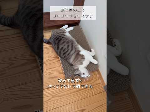 ザ・猫科 #ねこ動画 #保護猫 #cat #子どもと猫 #ねこと暮らす #トラ柄 #猫科