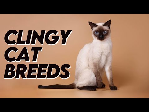 7 Cat Breeds That Are Totally Clingy