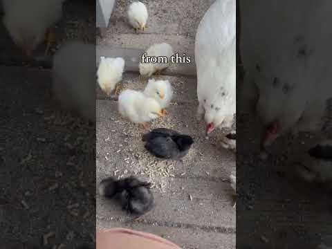 Chicks, like many birds, grow so fast! #homestead #chicks #chickens #poultry #farmliving