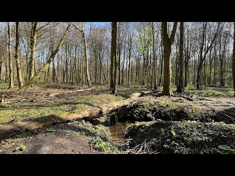 A Forest Stroll