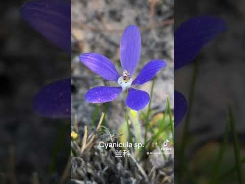 2024 Western Australia Wildflower Trip Day 11 part 2