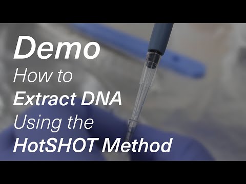 How to Extract DNA Using the HotSHOT Method (Demo)