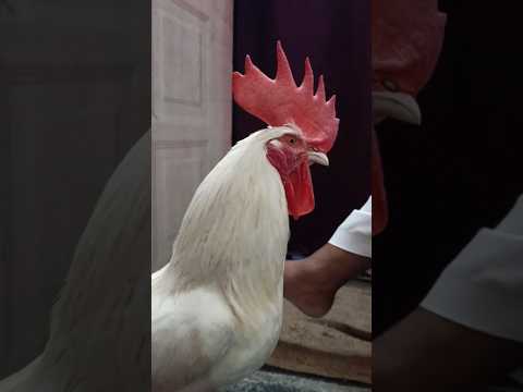 Big Desi #murga #Cock #rooster #sonali #chicken