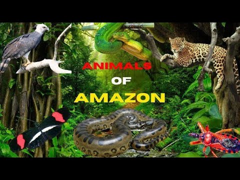 Rainforest Residents: Animals of the Amazon Jungle| Rainforest Reels | Film