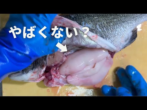 白子でパンパンな黒鯛を捌く