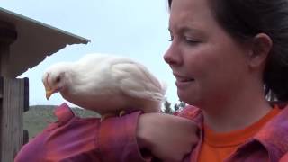 Natural Poultry Farming Teaser