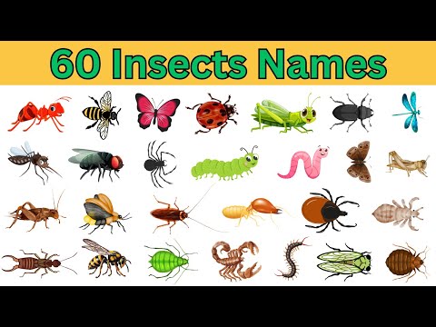 Explore 60 Bug and Insect Names in English | Insects names with pictures| English sentences #insects