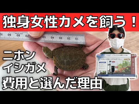 【独身のペット】一人暮らしにおすすめ！ニホンイシガメ値段と初期費用【小亀の飼育】