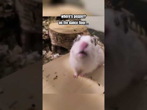 she's on a mission #hamsters #funny #cute #joke