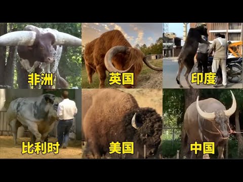 不同国家的巨型猛牛，非洲的霸气，美国的凶猛，中国的王者？